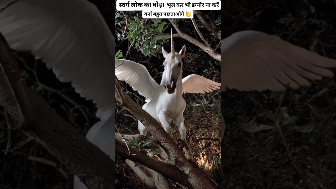 #DesiGhoda #GhodaLovers #GhodaDance #BeautifulHorse #HorseRider #HorsePower #GhodaAttitude