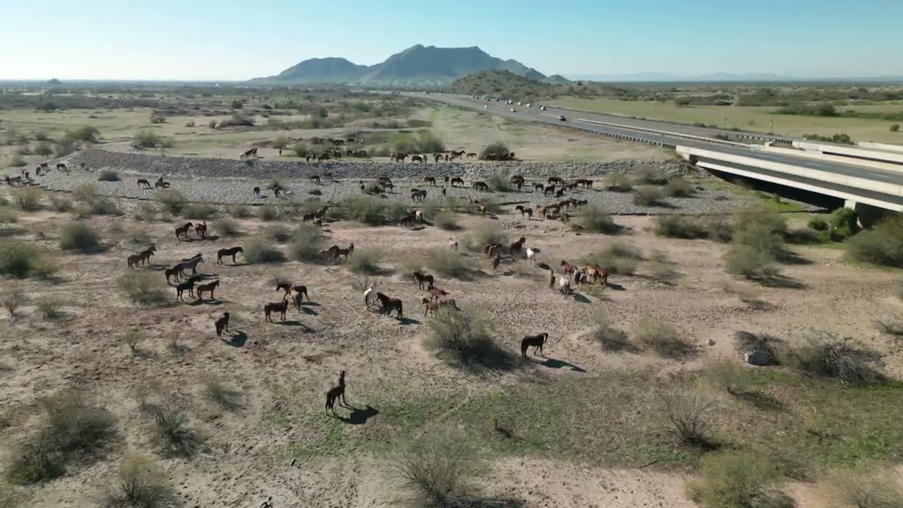 Gila River's Wild Herd: A Bird's Eye View