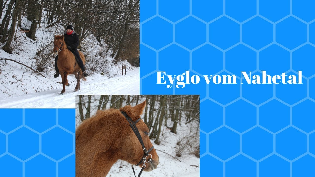 Eyglo vom Nahetal - s&uuml;&szlig;e Viergangstute