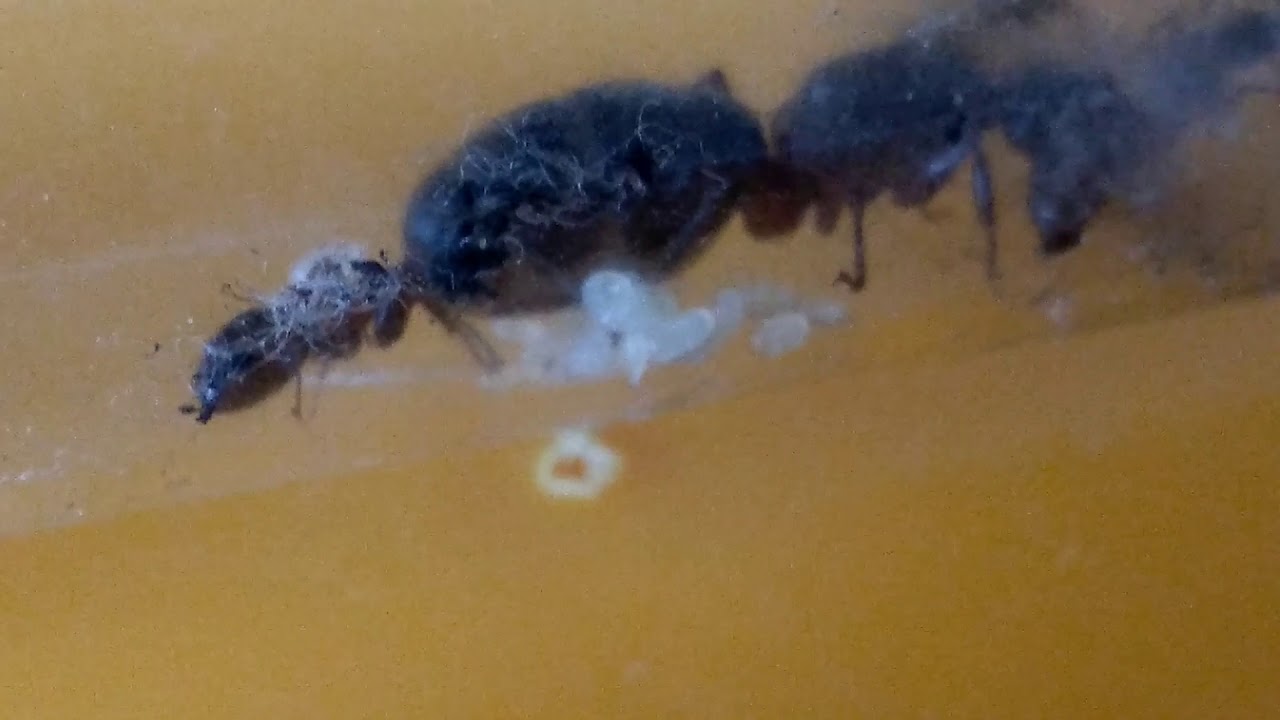 Minuta z życia: Camponotus herculeanus