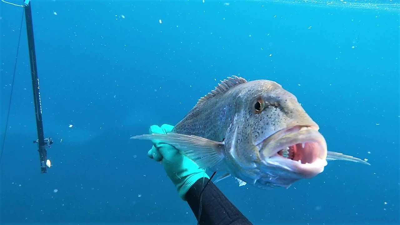 ΠΕΛΑΓΙΣΙΑ ΨΑΡΙΑ ΣΤΗ ΣΙΘΩΝΙΑ ΧΑΛΚΙΔΙΚΗΣ / PELAGIG FISH OF SITHONIA CHALKIDIKI