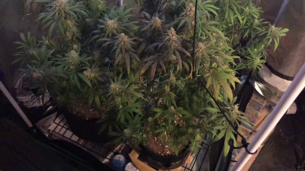 Critical Purple Kush episode 7, growing cannabis indoors, harvest
