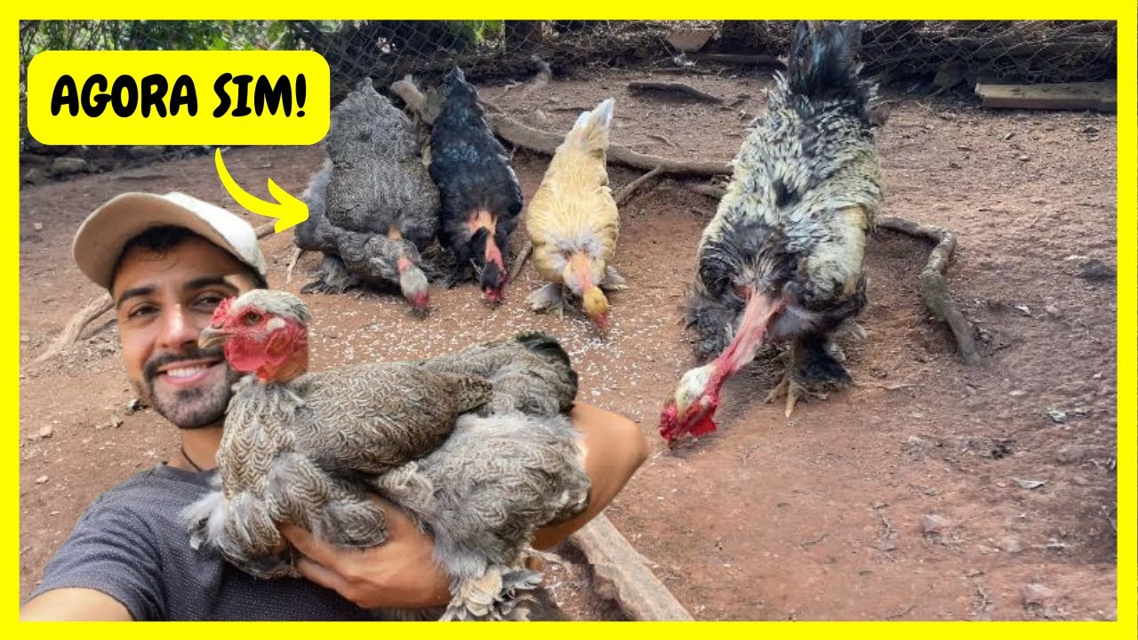 Separando as Galinhas Brahmas de Pescoço Pelado | Gutejando