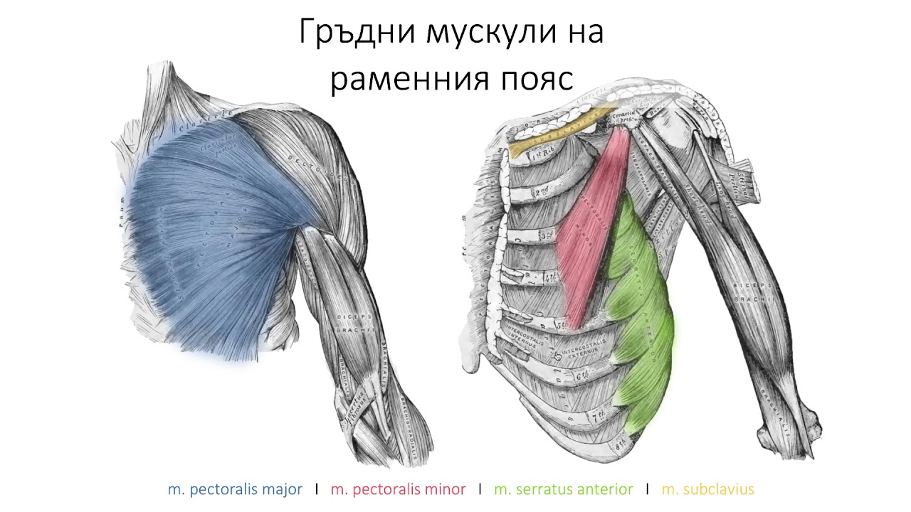 Мускули на гърдите (5:26) ┃teoriyata.com