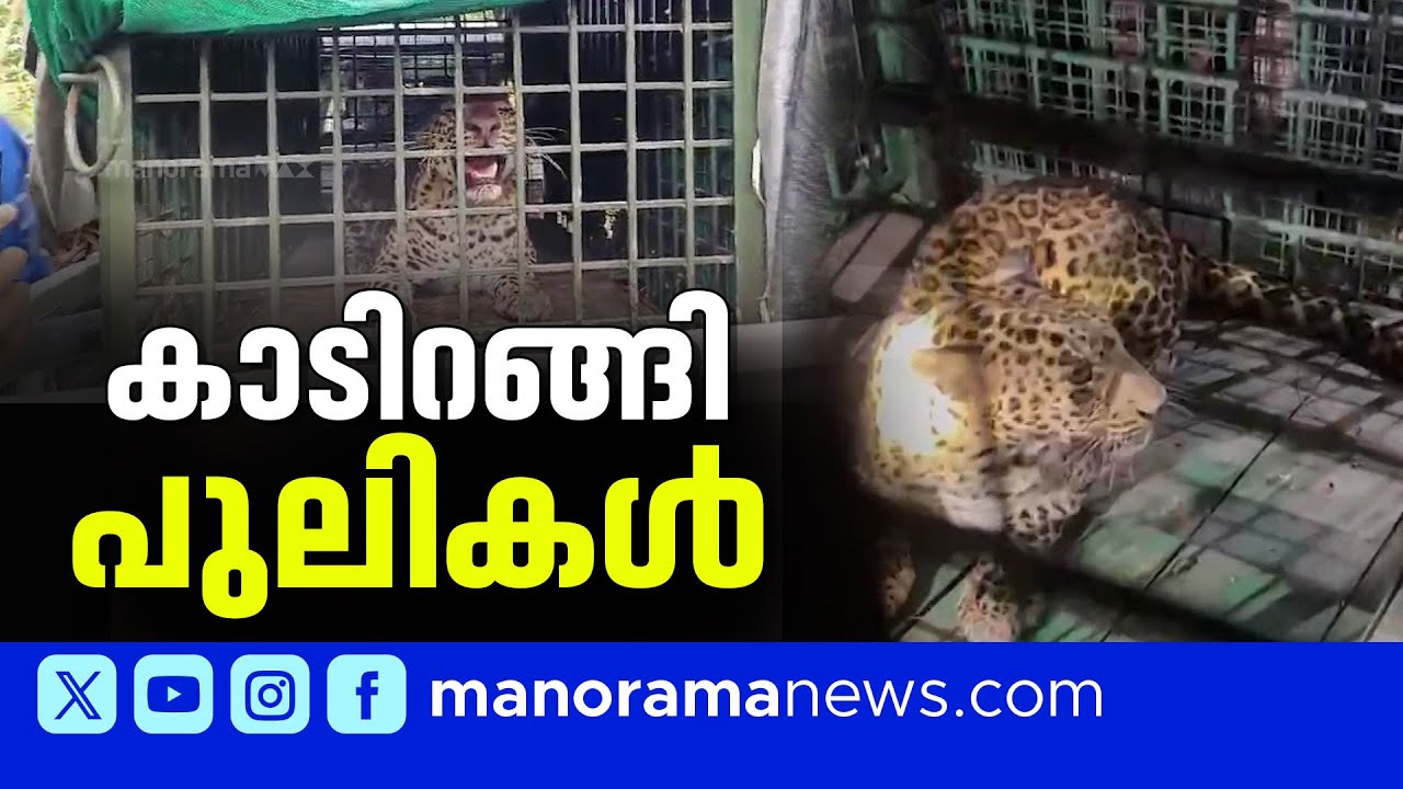 കാടിറങ്ങുന്ന പുലികളുടെ എണ്ണം കൂടുന്നു; പാലക്കാട് ജില്ലയിൽ അതീവ ജാഗ്രത | Leopard | Palakkad