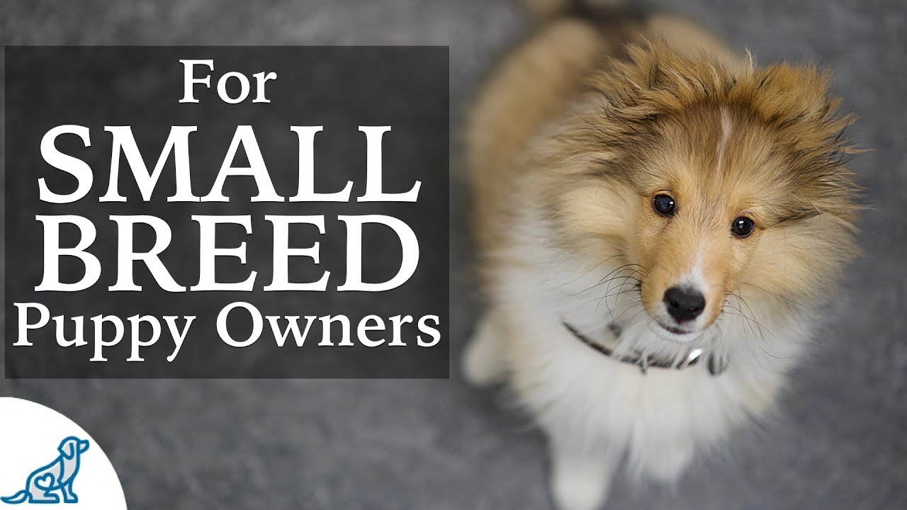 Sheltie Puppy Training -  Should Small Breed Owners Train Differently?