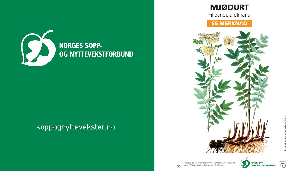 Mjødurt - NSNF artskunnskap