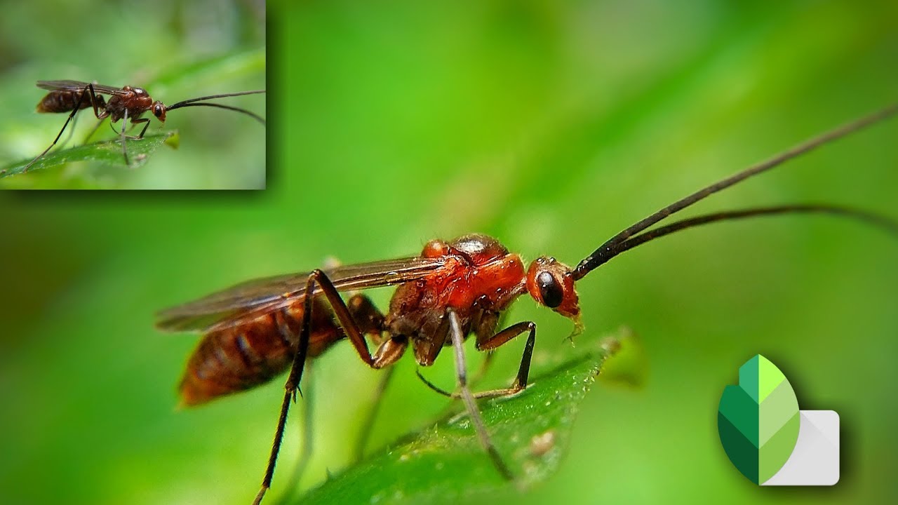 New Macro Photo Editing Tutorial By Snapseed | Photography Tech | 2020