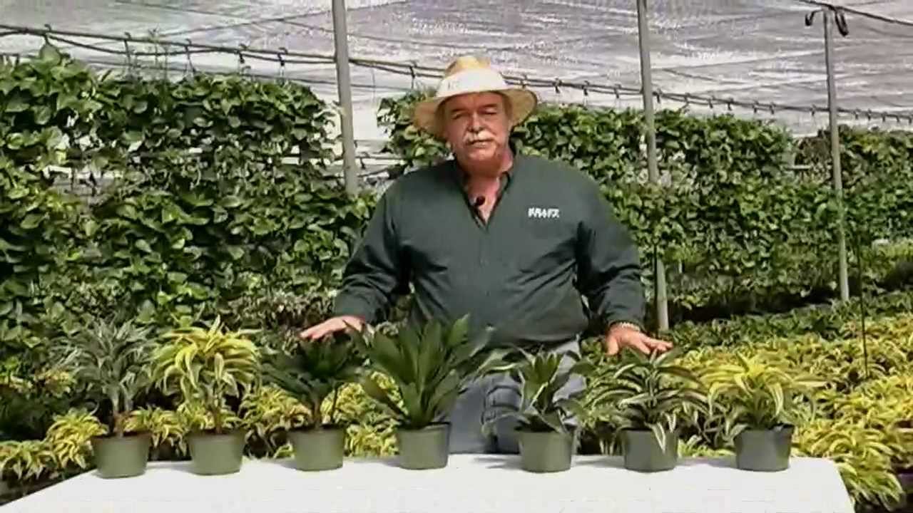 Dracaena 6 inch Varieties