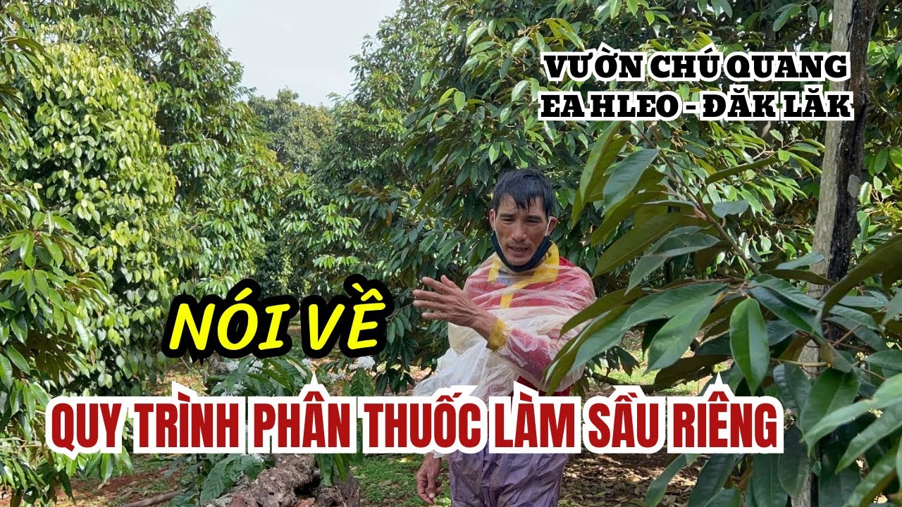 QUY TRÌNH LÀM SẦU RIÊNG CẦN CHUẨN LẠI