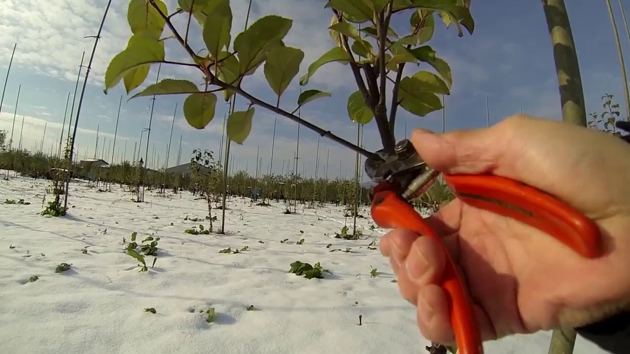 りんご２年苗木の剪定 NO2