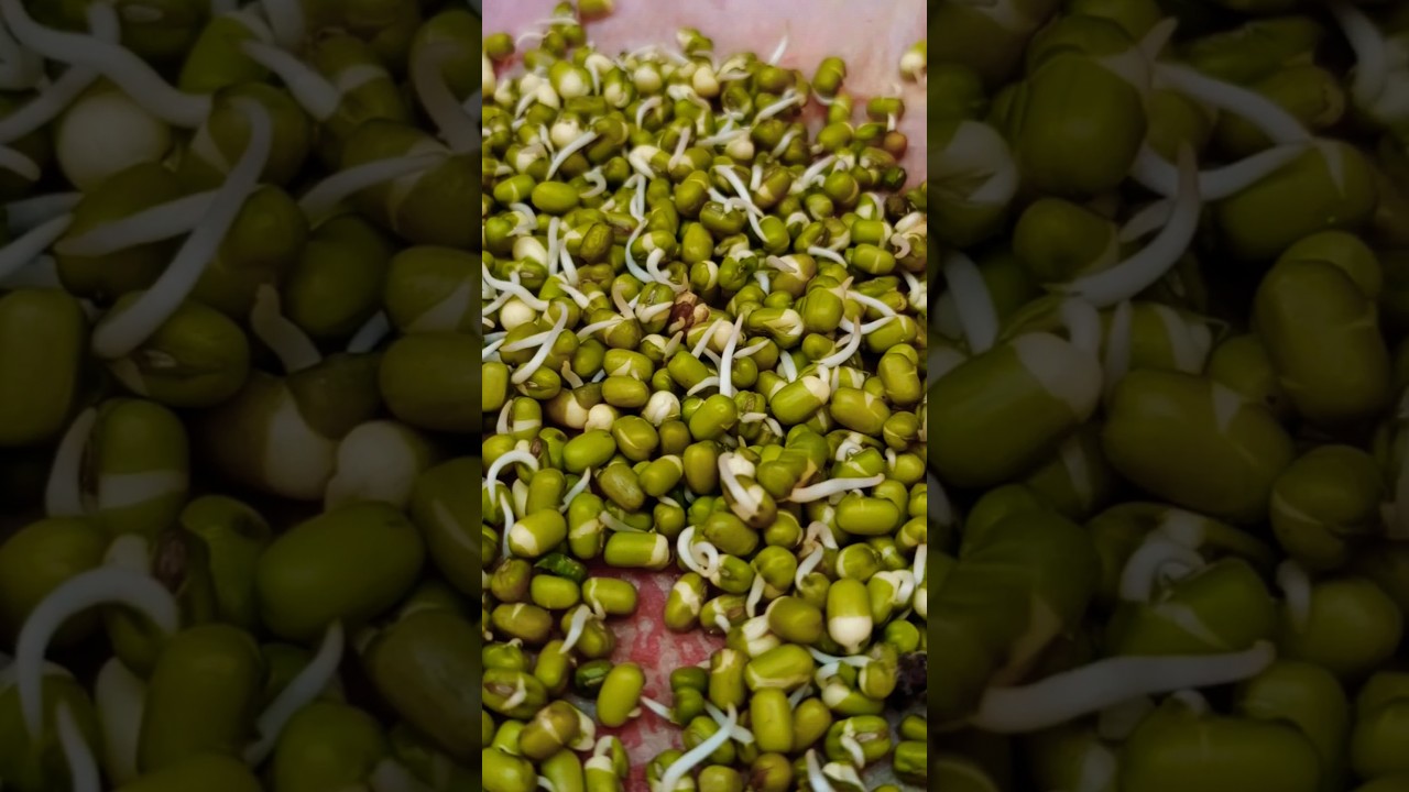 Make Organic birds food at home #shorts #birds #food