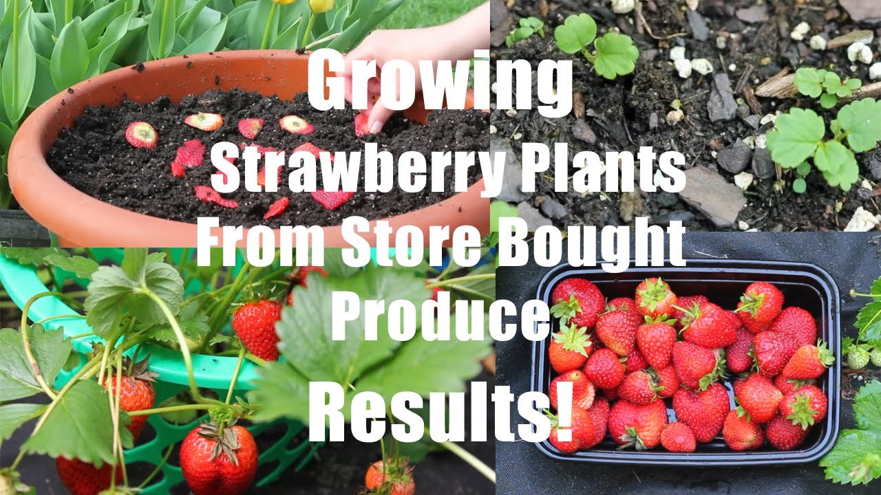 Growing Strawberry Plants from Store Bought Produce-Results-Strawberry Harvest!