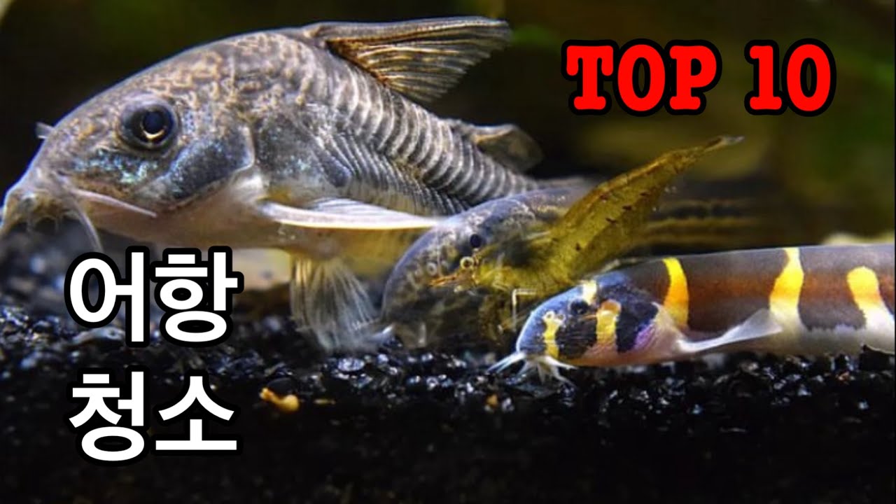 어항 청소를 잘하는 물고기 TOP 10