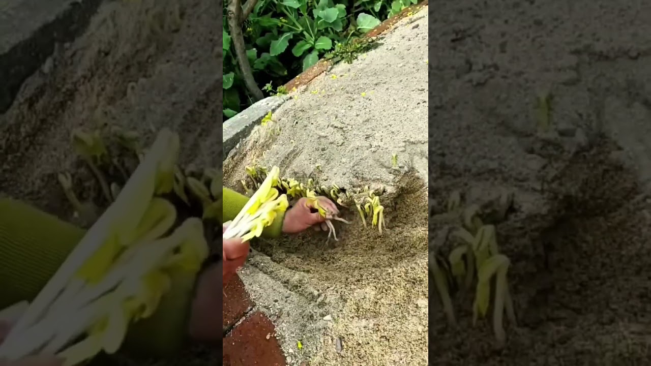 Kinoki mushroom harvesting process 