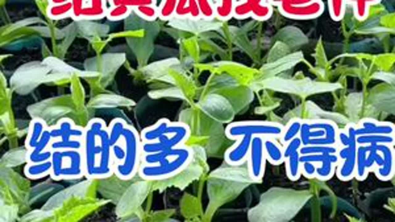 给黄瓜找老伴