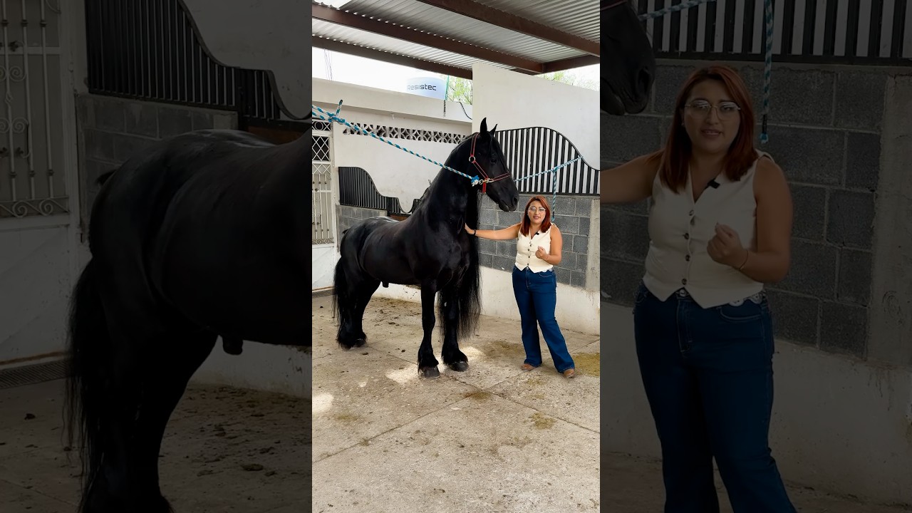 🐴 Frisón Ottoma – Elegancia y potencia en un solo ejemplar 📞 492 164 9043 #jerez #frison #semental