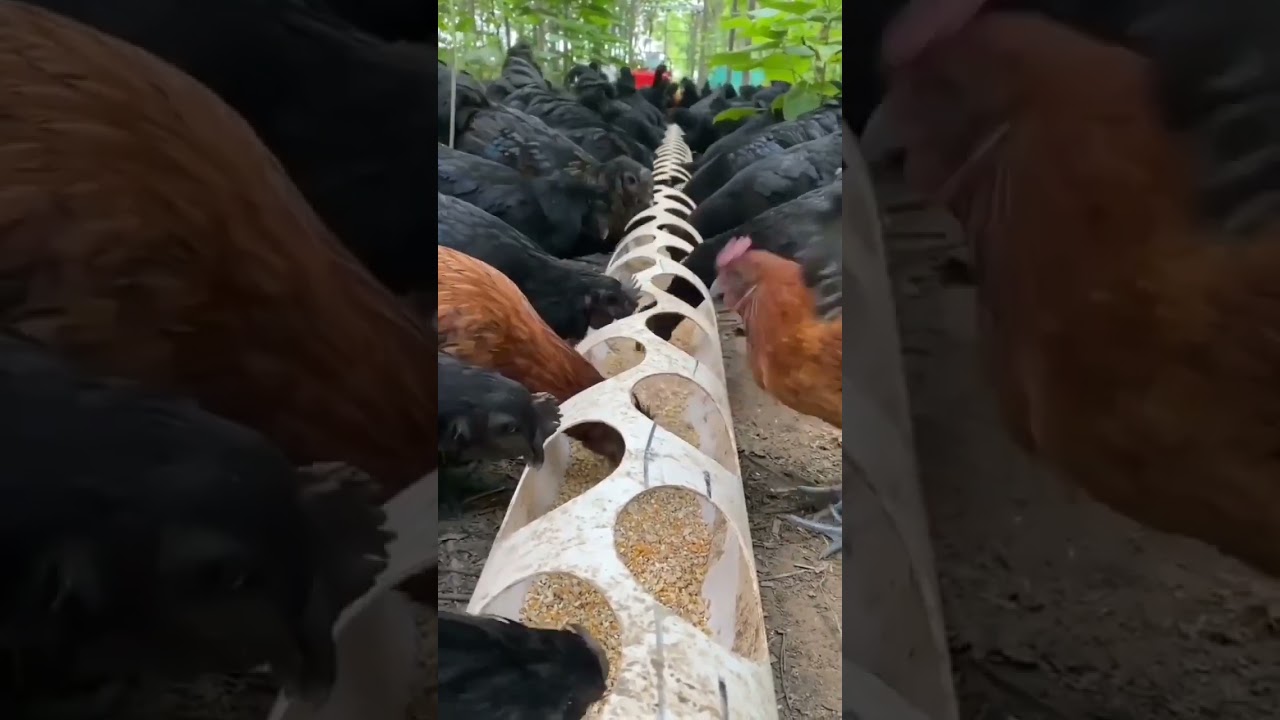 jugad chicken feeder made from pvc  pipe | Helps in saving food by not making mess | best farm Idea