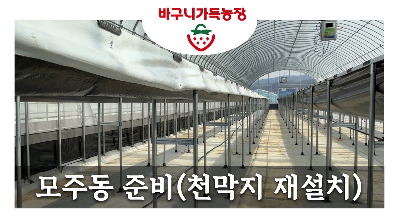 [바구니가득농장] 모주동 준비(천막지 재설치)(2026.02.16)