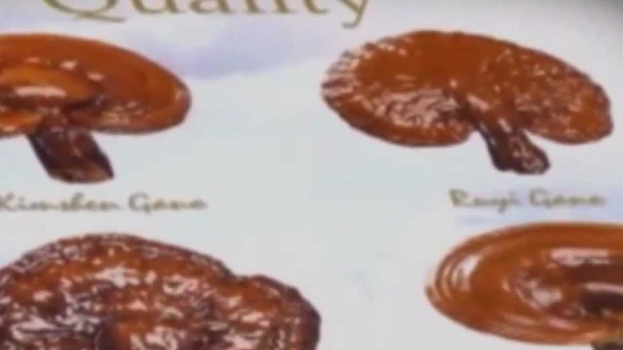 Ganoderma Lucidum gomba bemutatófilm