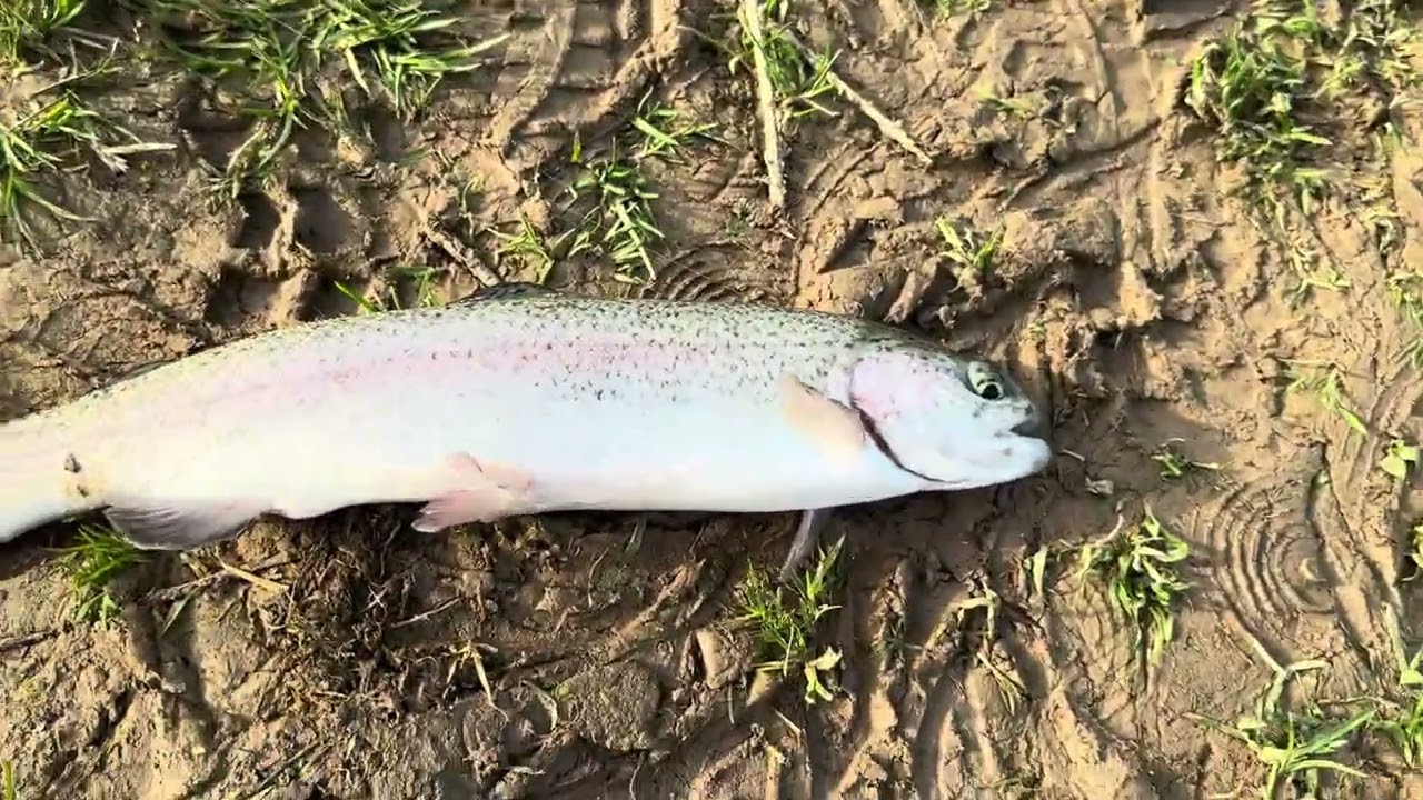 Technique de p&ecirc;che &agrave; la truite en &eacute;tang qui fait fureur