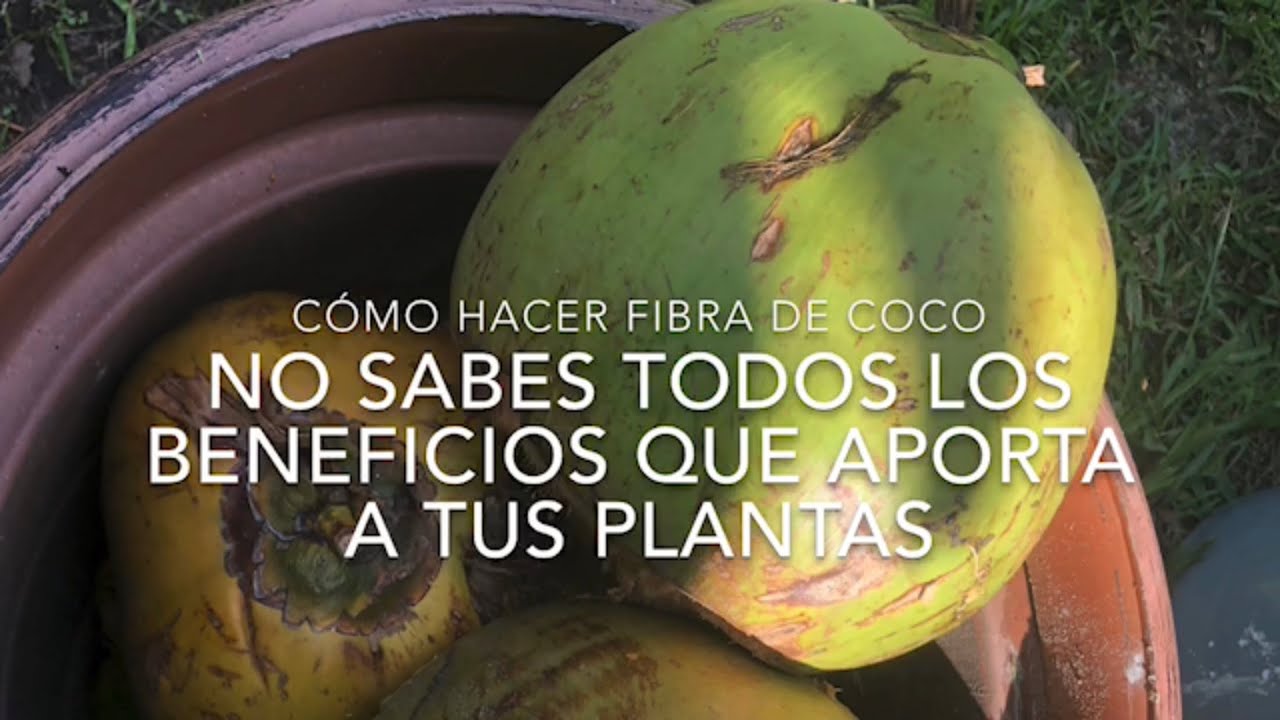 Cómo Hacer La Fibra De Coco Excelente Para Las Mesetas