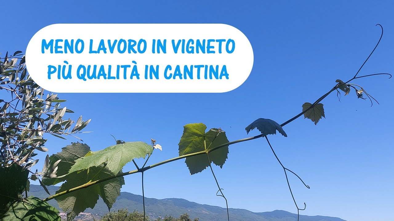 Potatura verde della vite. Come e quando potare il vigneto