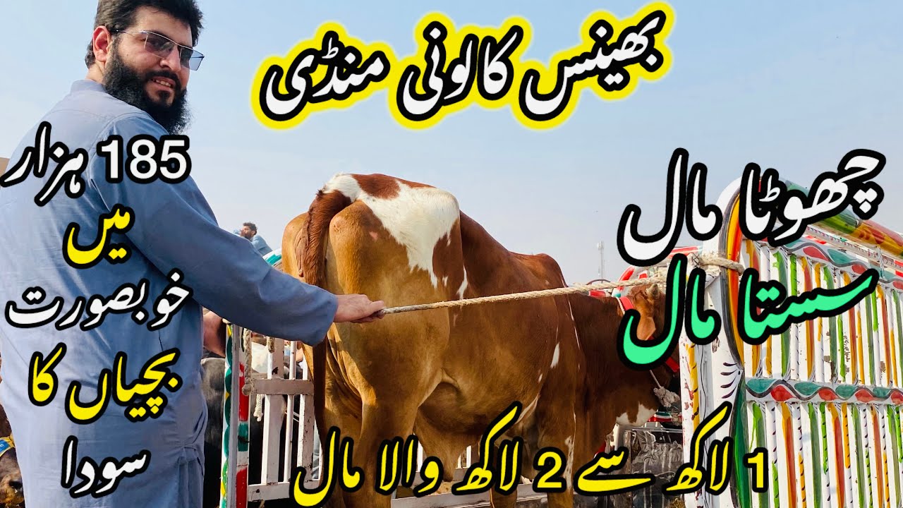 Bhains Colony Mandi Karachi Cattle Rates Update❤️ || 26 February 2026 || Cow Mandi 2026 💫