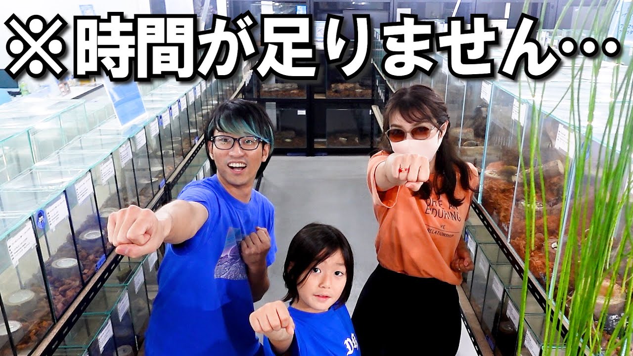 川越市の「クワカブの部屋」で三森君が飼育する”秘密”の野外個体を教えてもらいました／ギラファノコギリクワガタ／ウエストウッディ／ヘラクレス／昆虫飼育