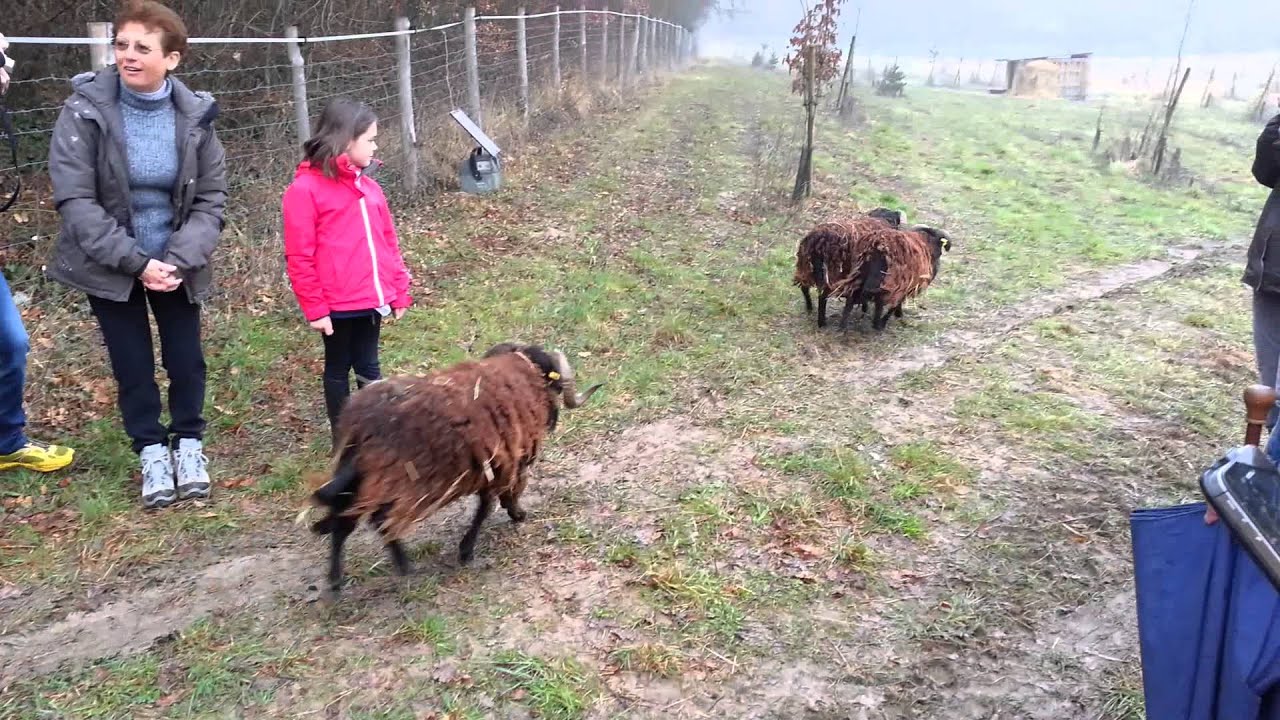 Bl&eacute;r&eacute; Accueille ses premiers moutons