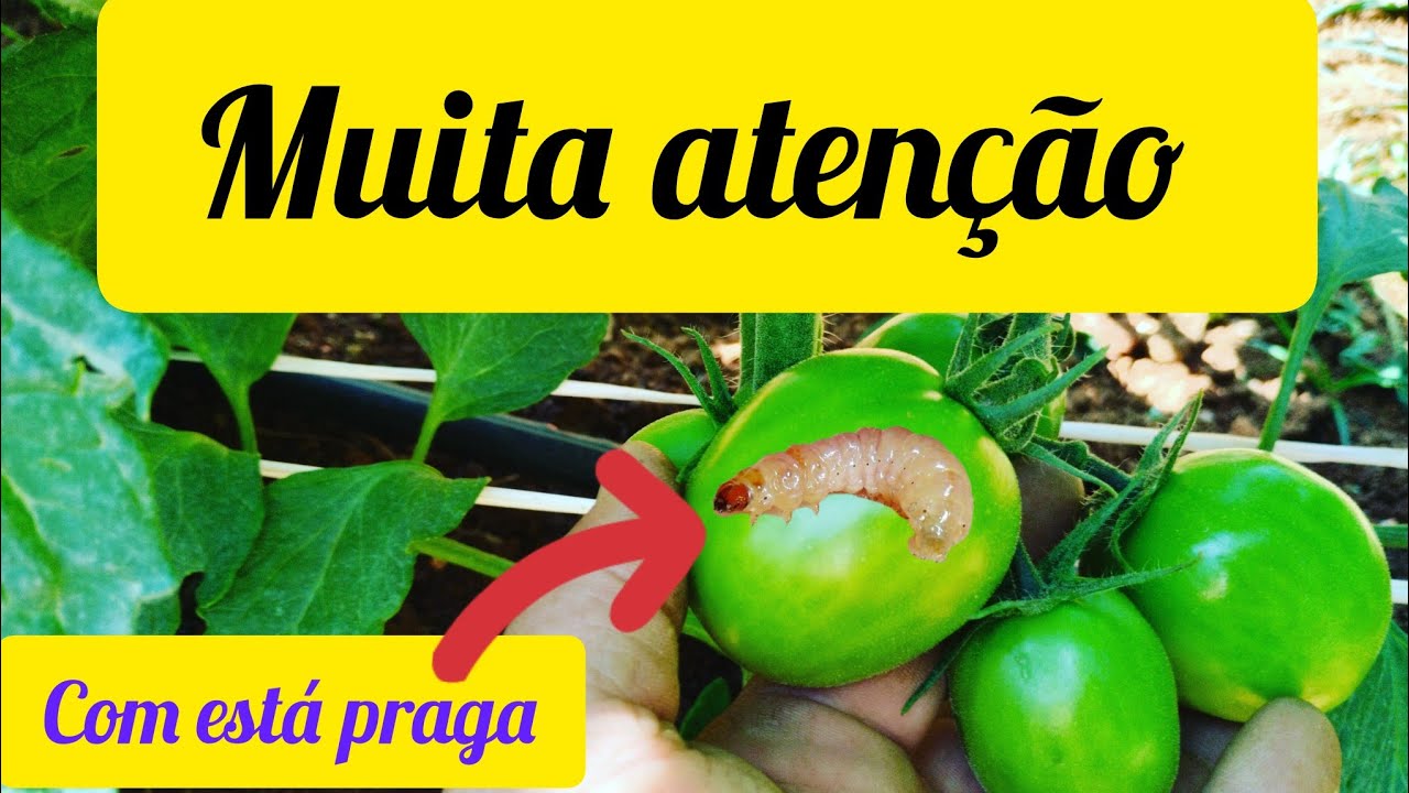 muita atenção broca do tomate!!  4 inseticidas top no controle!