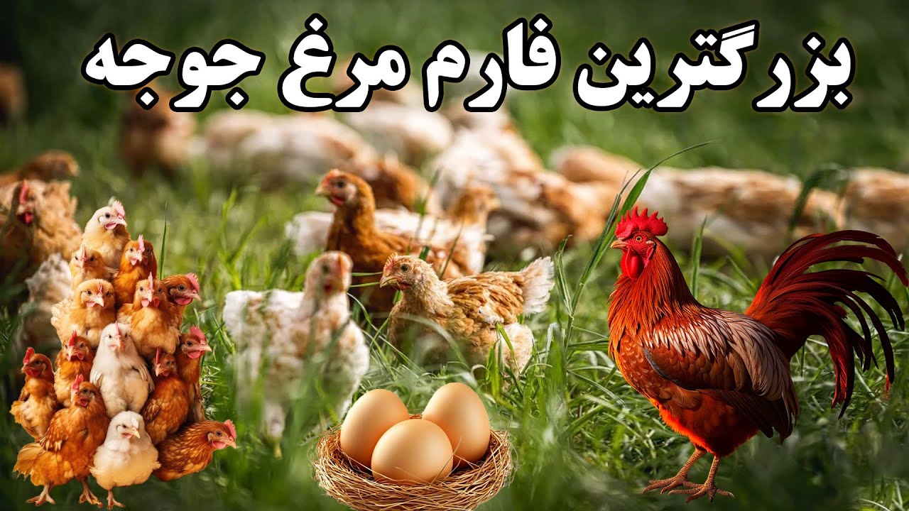روش نگهداری، واکسن و مراحل تولید جوجه های مرغ در فارم کابل اخلاص!