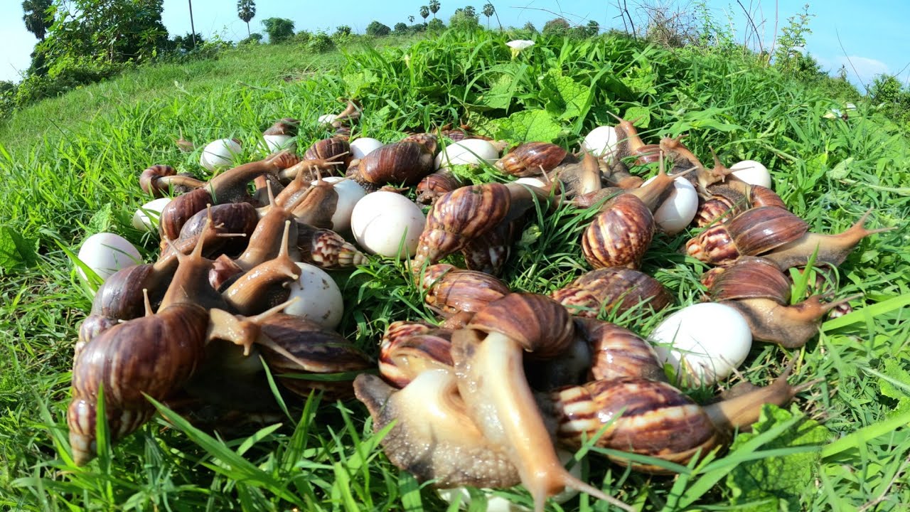 OMG  ! Pick up lots of snails and duck eggs in the meadows.
