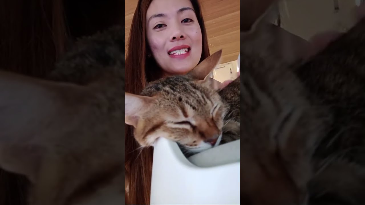 Fufu Cat Cafe