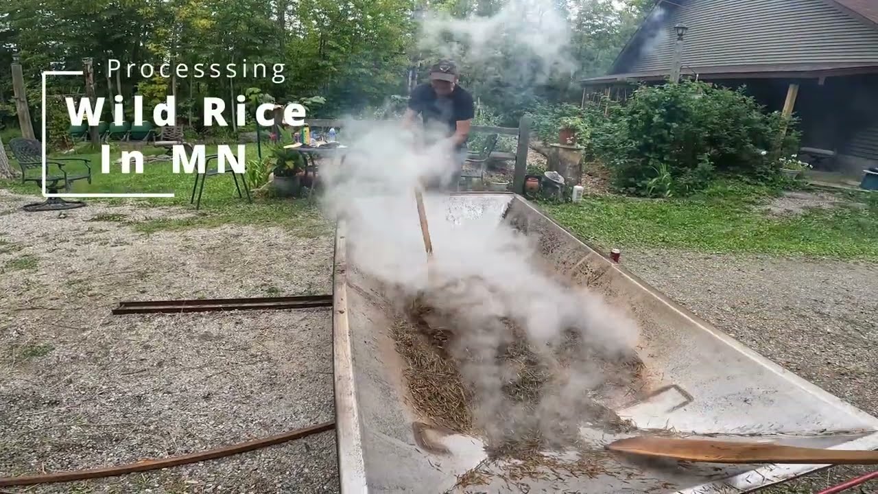 Parching and Processing Wild Rice, Northern Minnesota