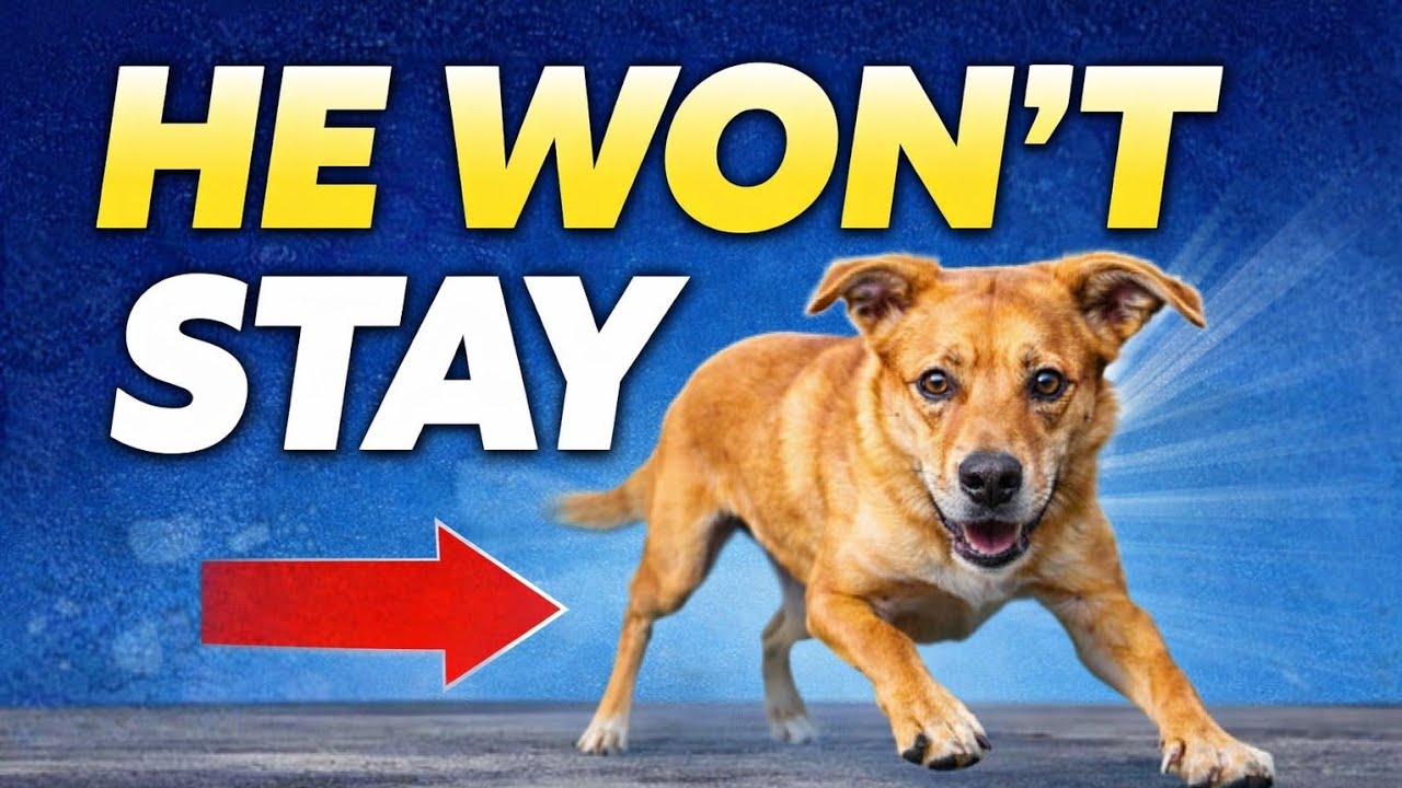 How to Extend Your Dog's Down or Sit (DURATION)