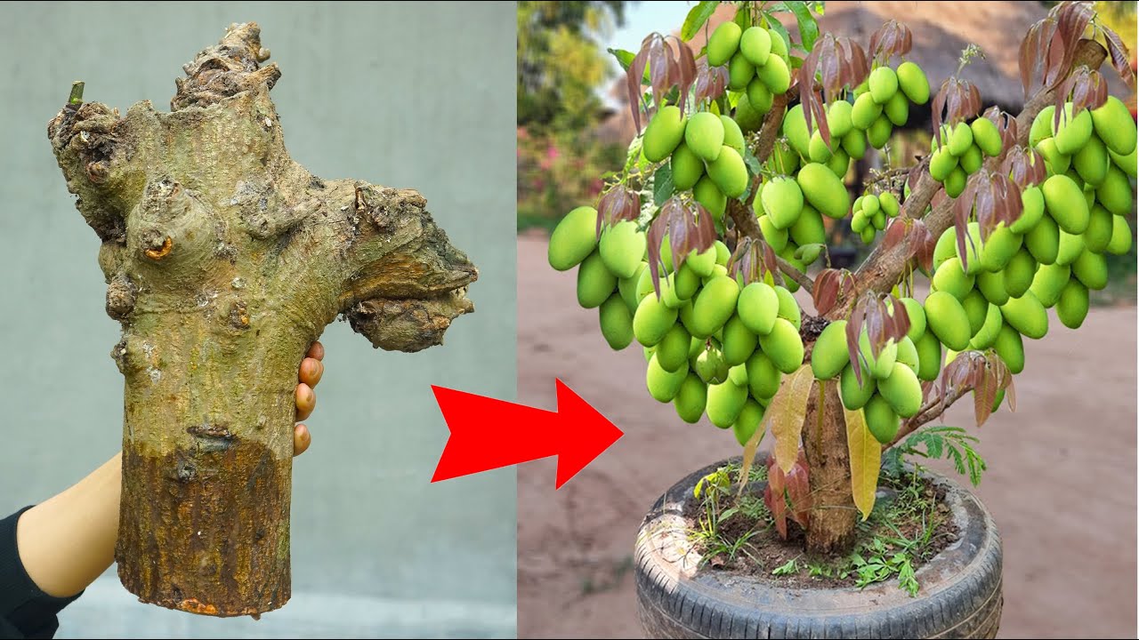 Surprising results from the simplest planting technique - Mango grafting