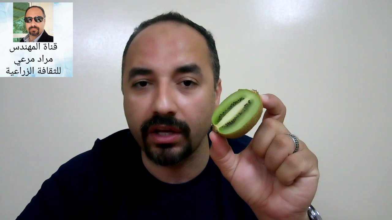 كيوى طرق زراعتها بالبذرة لشجرة  kiwi  حلقة 232