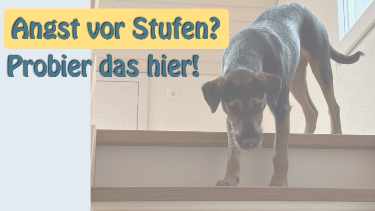 Angst beim Hund überwinden in 3 Schritten: Beispiel Treppensteigen
