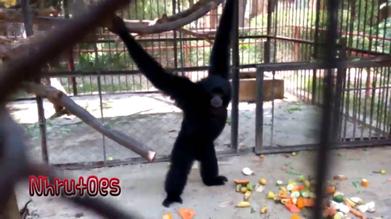 Seru Suara Siamang Saling Bersahut Sahutan