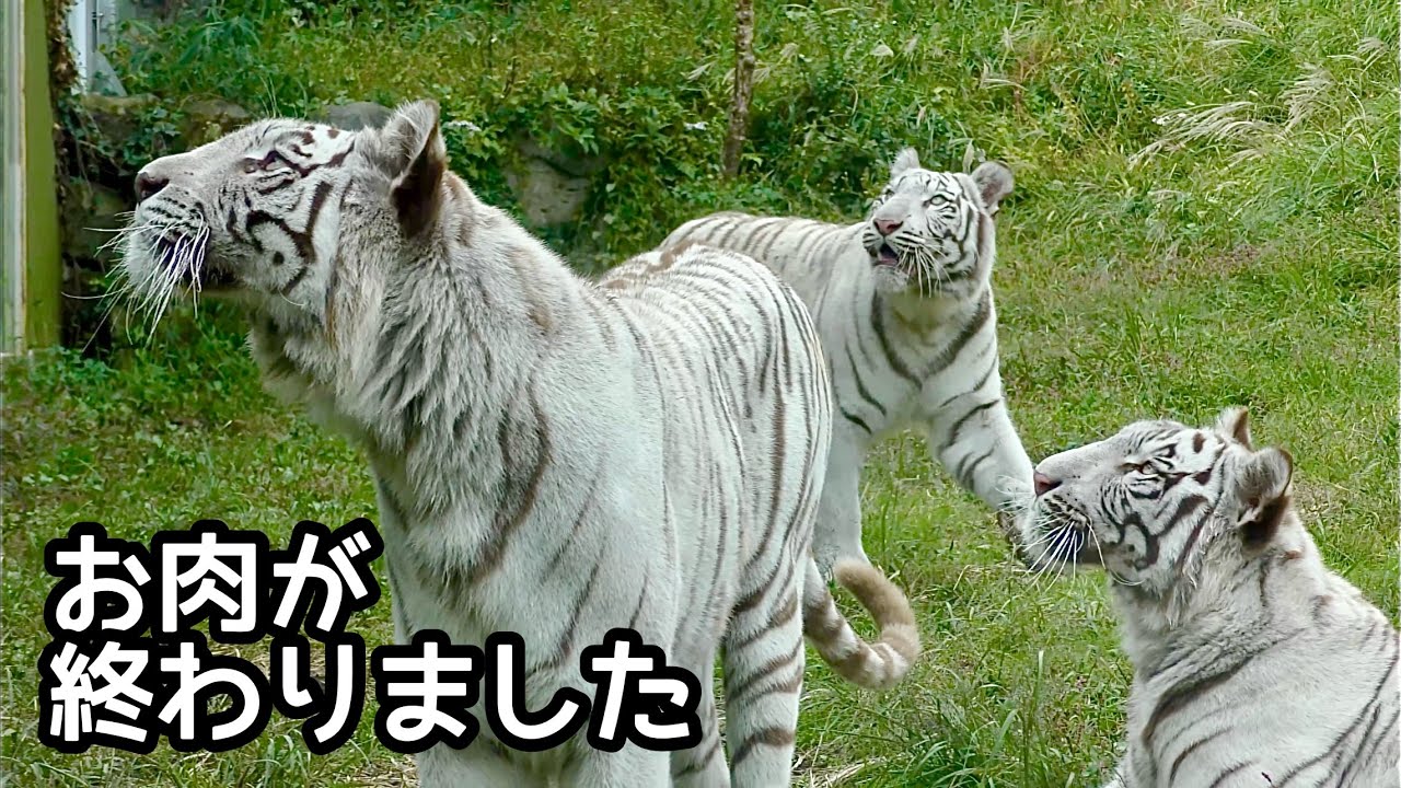 シロップママとツキちゃんシグレくん　お肉が終わっても名残惜しそうです【伊豆アニマルキングダム】Syrup Tsuki Shigure Izu Animal Kingdom 