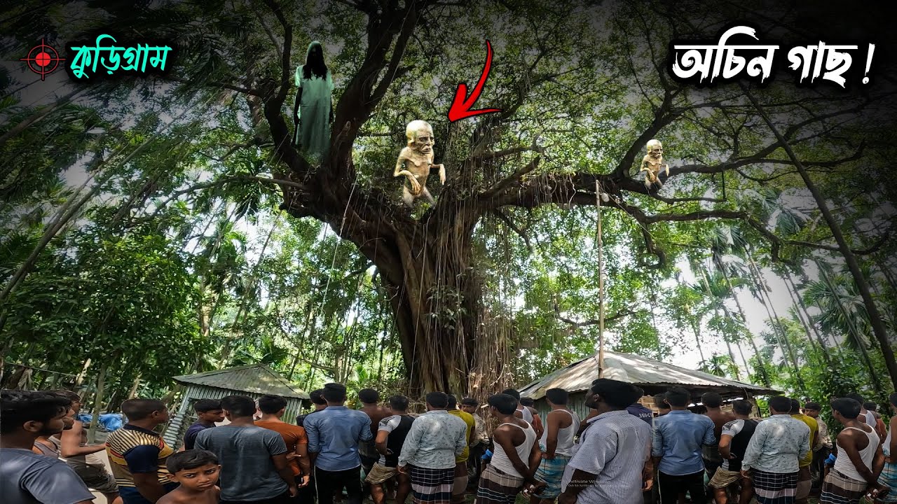 কুড়িগ্রামের এই গাছকে মানুষ কেন ভয় পায়? অচিন গাছ! Kurigram Exclusive