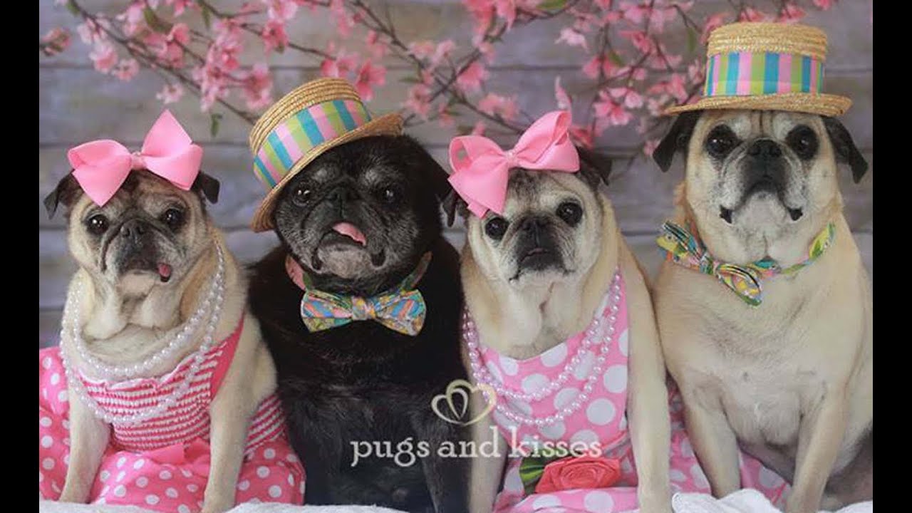 Cutest Pugs Easter Photo Shoot
