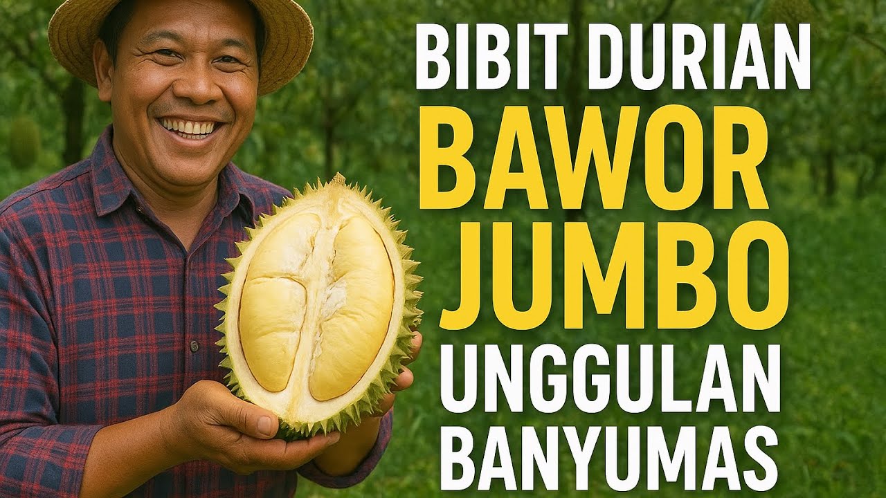 BAWOR UNGGULAN ASLI PETANI BANYUMAS‼️