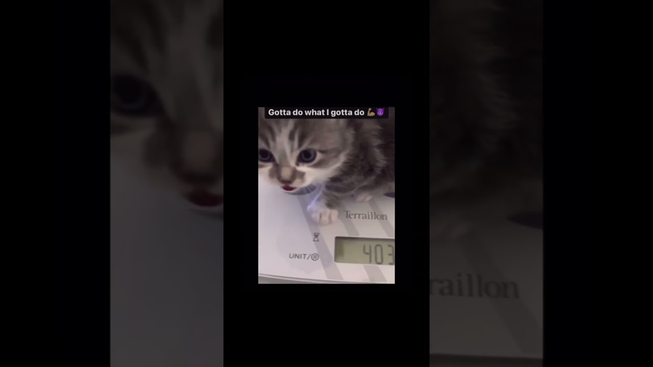 May Memes #11 (let&rsquo;s get 400!) #funny #lol #funnyshorts #meme #funnymemez #laugh