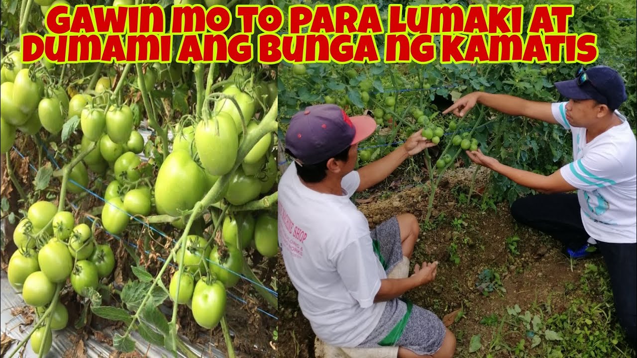 Ito ang Diskarte para Lumaki at Dumami ang Bunga ng Kamatis