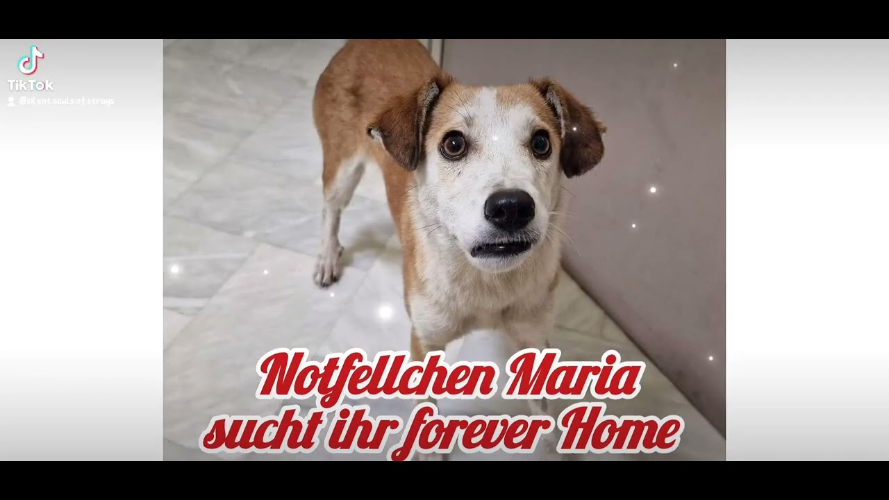 Notfellchen-Sonntag Little Maria  