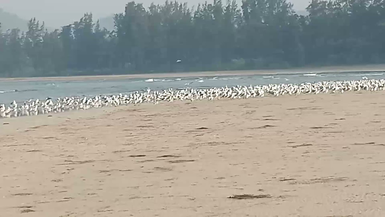 Diveagar Beach Trip 2018