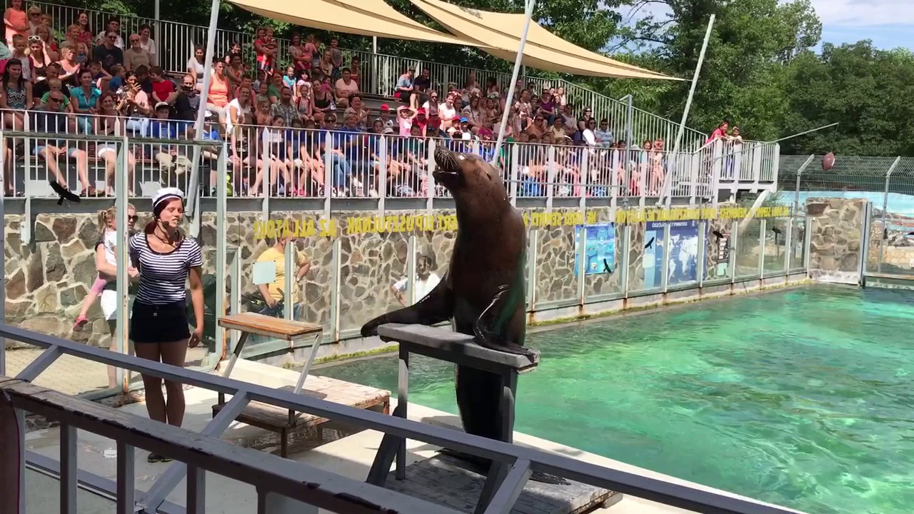 Nyíregyházi állatpark, fóka show, 2017.06.12