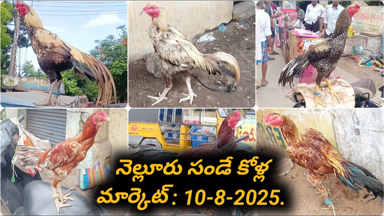 నెల్లూరు సండే కోళ్ల మార్కెట్  :  10-8-2025, #aseelmarket #venkyberasatv #nelloresundaykollamarket